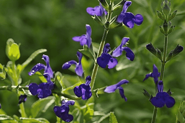 Des images de diff�rentes plantes